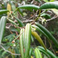 Schumacheria angustifolia Hook.f. & Thomson